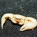 Flickr photo 'Porcellanidae>Petrolisthes porcelain crab IMG5724' by: Bill & Mark Bell.