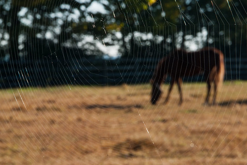 horse bokeh kentucky spiderweb nhm horsefarm ngm herowinner npgm lexitonkentucky