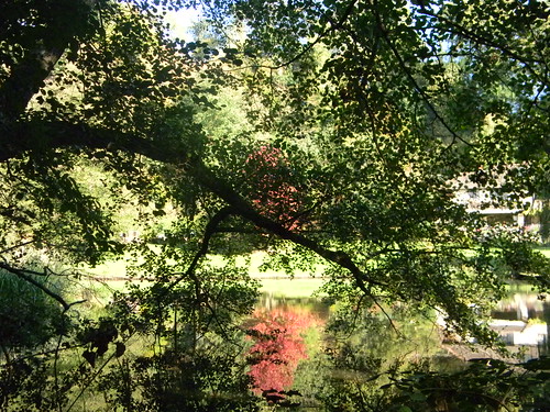 Reflected maple An irridescent maple reflects across a lake. Guildford to Horsley