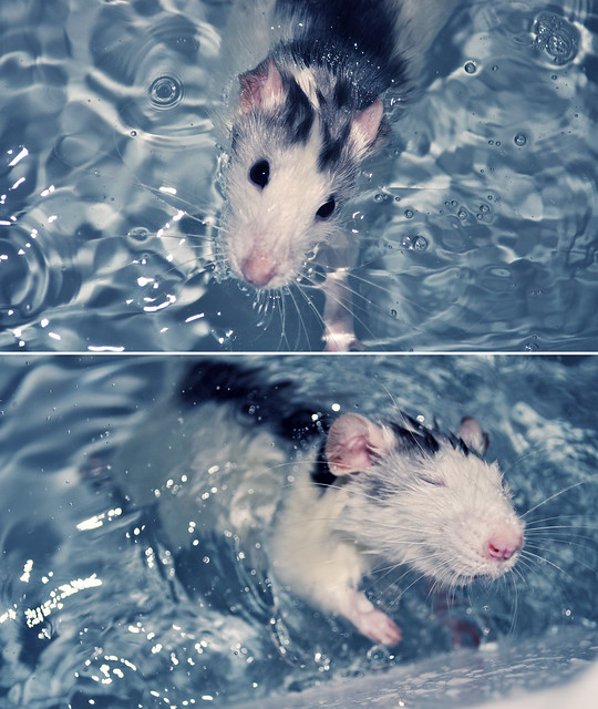 Rats first swim