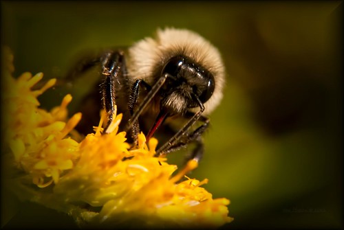 nature bee bumblebee thisisexcellent topazlenseffects