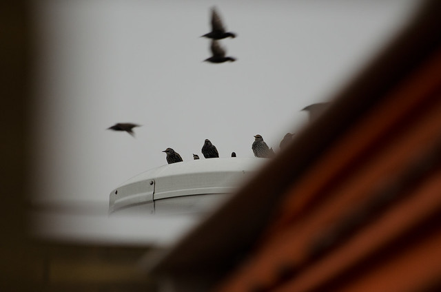 Starlings in a Grey Afternoon