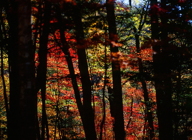 Autumn_Color_[Film ver.]_16100009