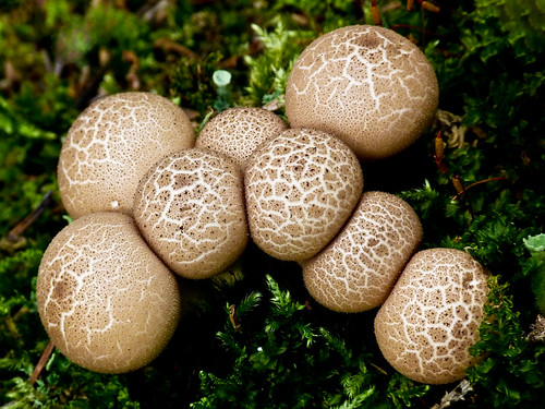 One of my favourite fungi by annkelliott, Bring on the Puffballs - I can never see too many, and especially this year, when fungi in general w