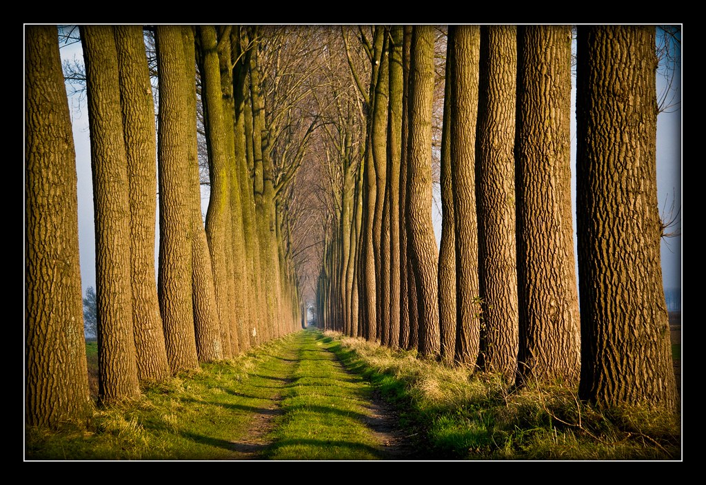 Allee in Belgien by NPPhotographie