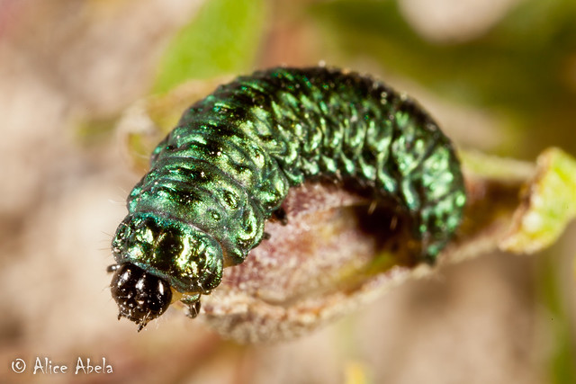 Trirhabda flavolimbata Larva