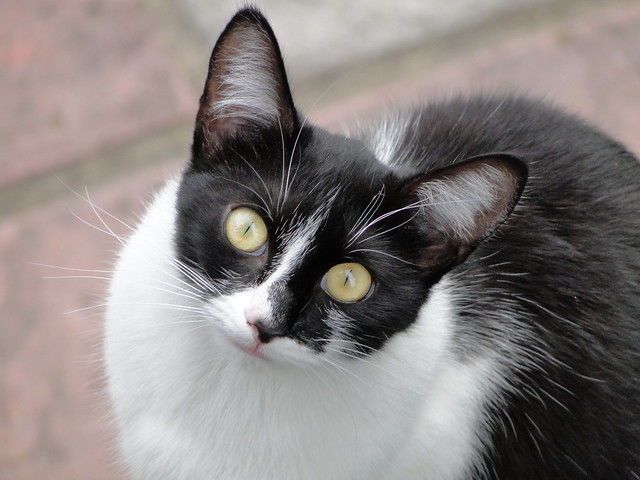 Maisie Cat Aged 18 Months