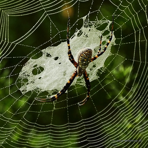 Dew Covered Web | by EskimoFlyGirl - LIGHTNING Chaser