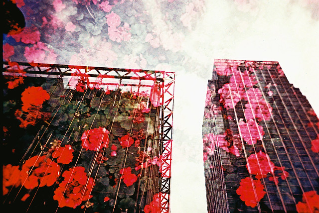 Flowers and Skyscrapers