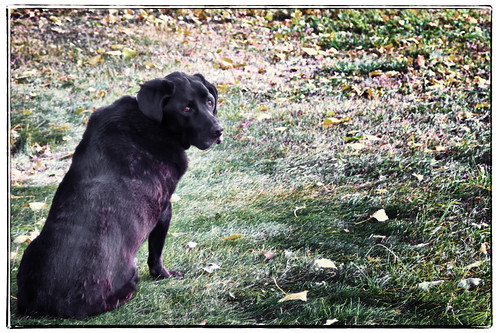 Caught watching the sunset by Greg Berdan, Daisyautumn dog black fall grass leaves yard labrador looking daisy