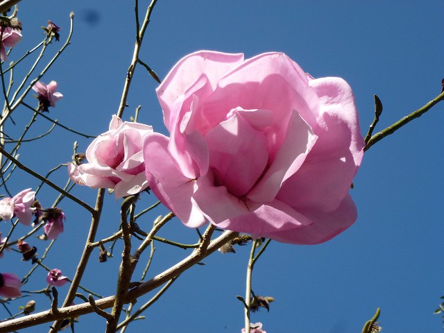 Magnolia sprengeri Pamp. 1915 cv. 'Caerhays Belle' (MAGNOLIACEAE)