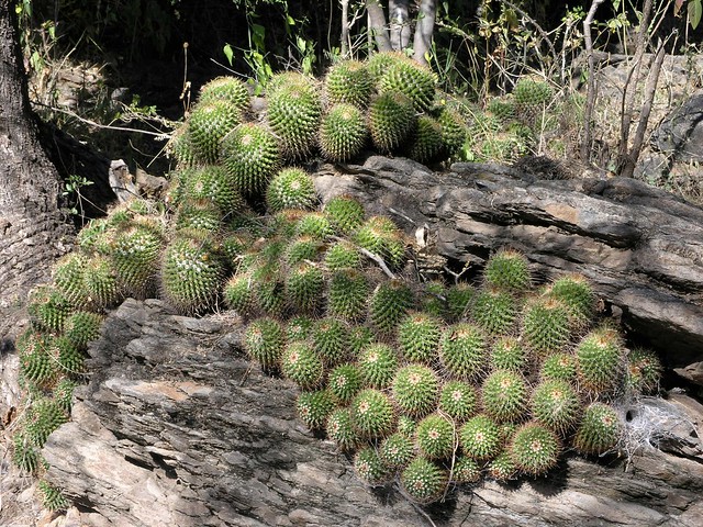 Cluster of cacti; cerca de Mariscala de Júarez, Oaxaca, Mexico