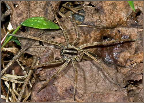 georgia spider wolf dotted albany dougherty cohutta ellijay punctulata rabidosa roybrown roybrownphotography roycohutta