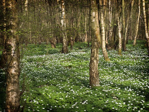 Snowdrops in the woods SWC_20110402_06_DxO_1024x768