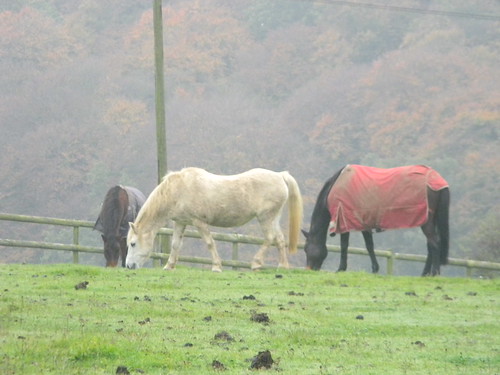 Horses Princes Risborough to Great Missenden