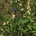 Flickr photo 'Campanula persicifolia + Digitalis grandiflora + Leucanthemum vulgare s. str. (47°48' N 15°57' E)' by: HermannFalkner/sokol.