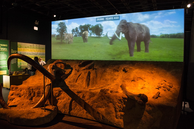 mastodon exhibit 01 - Cleveland Museum of Natural History - 2014-12-26