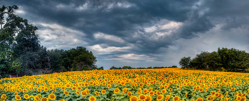 summer panorama sunflowers sunflower kansas 2015 grinterfarm grintersfarm