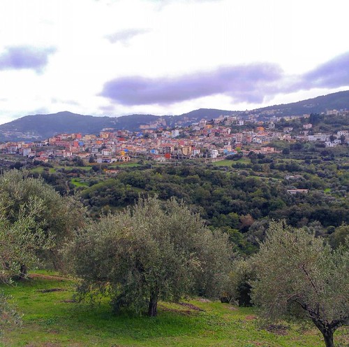 #sardegna #ogliastra #ilbono #santugiuanni #igersogliastra #igerssardegna #olive | by loveislandinfo