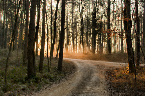 Dry winter forest by rlubej, mariborarea forest sunset ontheroad colors nature