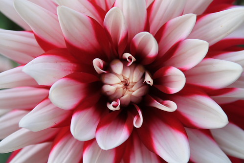 Burst | by *Laura*1