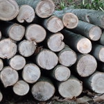 Chestnut fencing Material