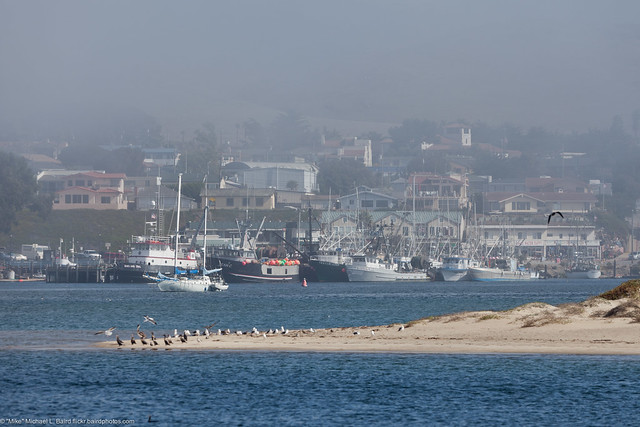 A foggy Morro Bay harbor as seen from the Harborwalk. Scenes from a walk near Morro Rock