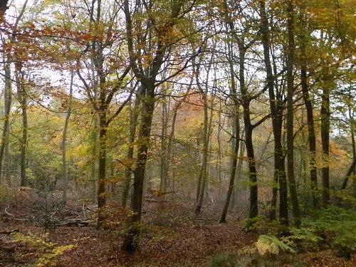 Autumn Colours 8 Princes Risborough to Great Missenden Monkton Wood