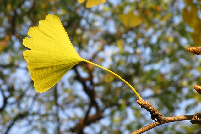 Ginkgo leaf in Autumn
