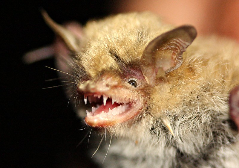 Yuma Myotis Bat (Myotis yumanensis)