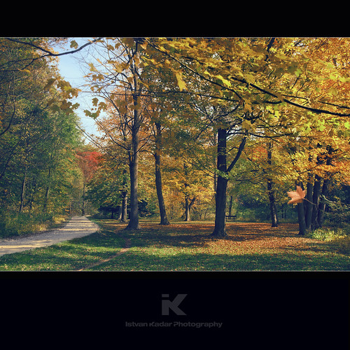 road park autumn toronto canada tree fall colors grass forest season maple path falling taylorcreekpark