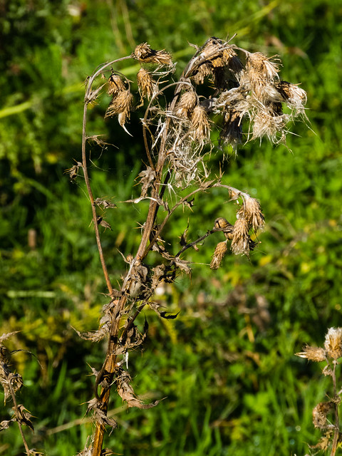 Dessicated thistle