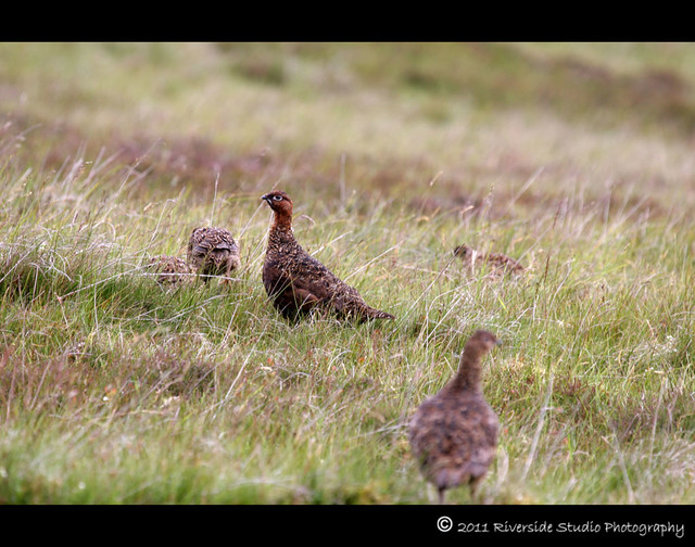 Grouse In Upper Swaledale
