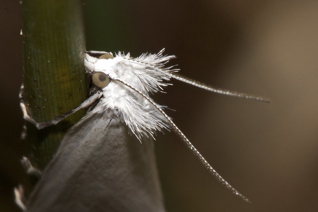 White rush Moth....slightly disturbed