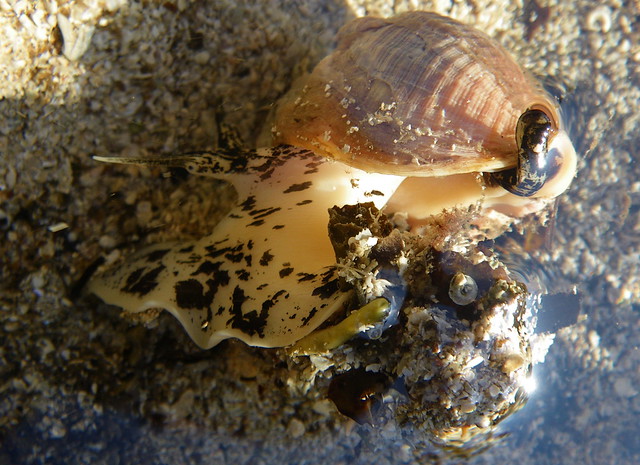 Common Whelk with detail - 3