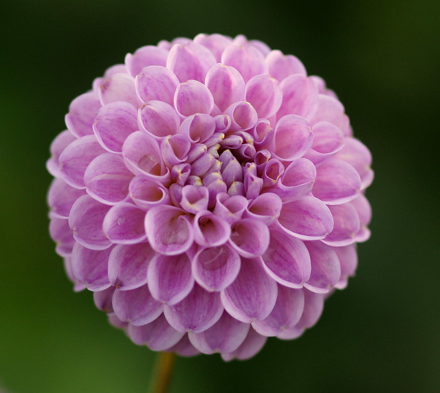 Pompom petalled perfection...