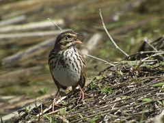 Savannah Sparrow, Viera Wetlands, FL