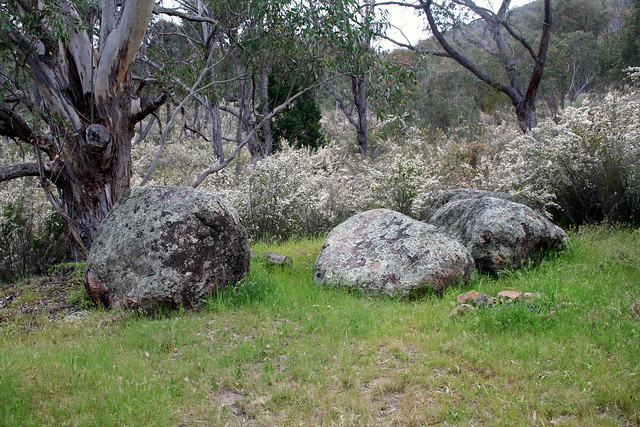 20111021_4739 Common Fringe-myrtle and boulders