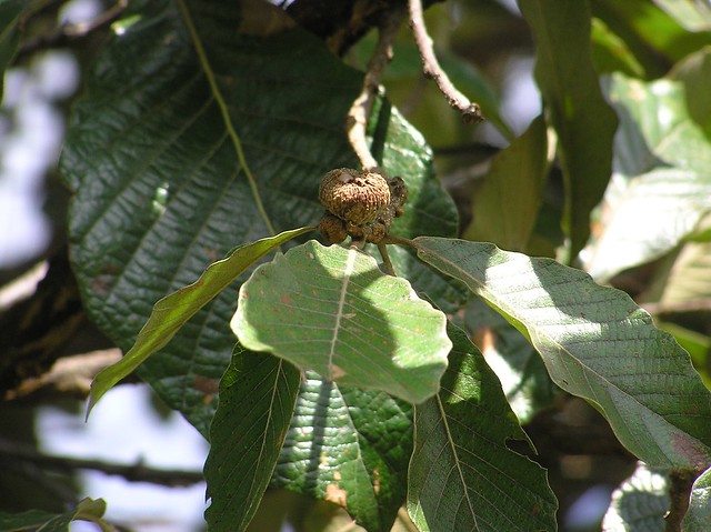 Quercus magnoliifolia Née 1801 (FAGACEAE)