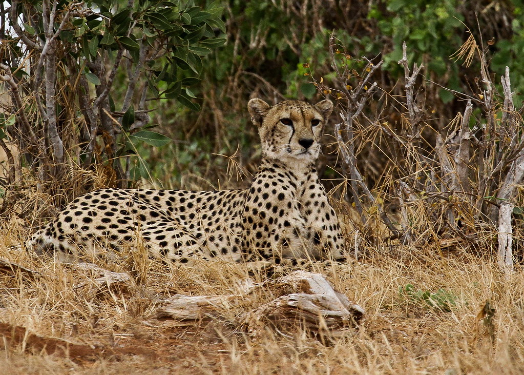 Gepard (Acinonyx jubatus), NGIDn869065937