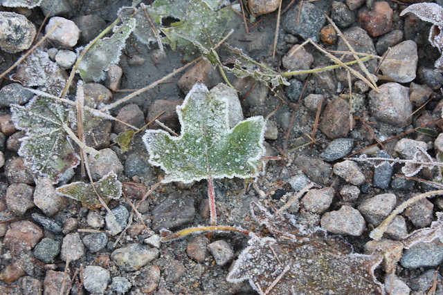 Frost on the Maple Leaf