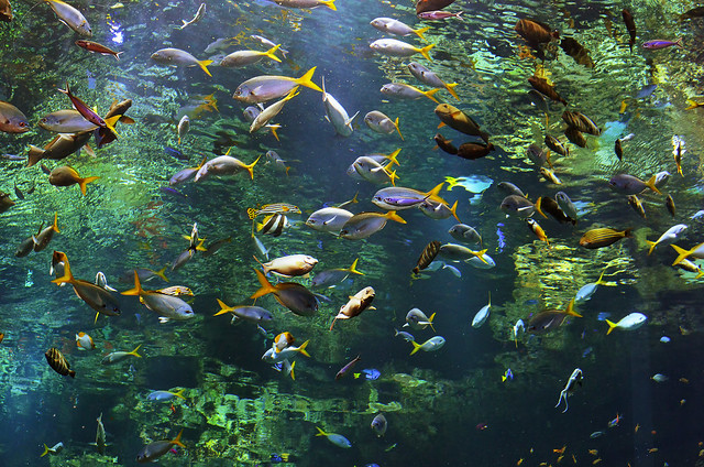 Fish pond [Nikon D7000][Nikon 35mm F1.8 G]