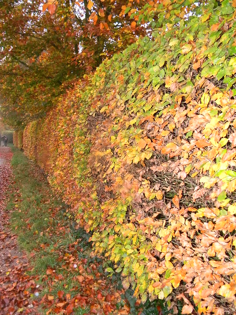 Beech hedge Princes Risborough to Great Missenden