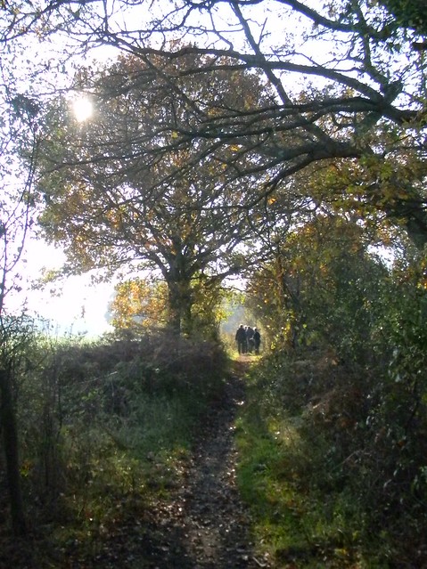 Tree, path New Addington to Hayes