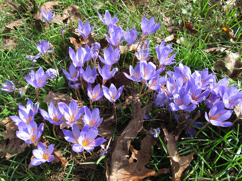 Autumn Crocus | Unusual to see them in mid October. Crocus s… | Flickr