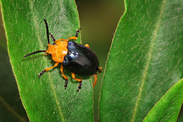 Pittosporum Beetle (Lamprolina impressicollis)