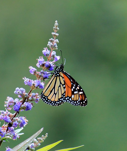 Pretty Monarch Butterfly
