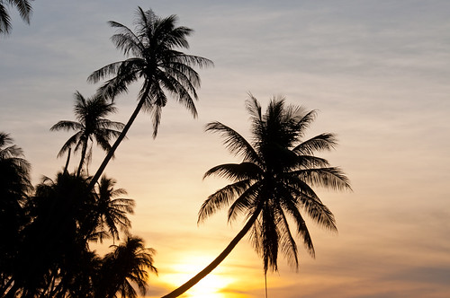 trees sunrise landscapes asia january palm vietnam rtw 2012 muine d90 nikon18200mm mũiné atmosphereandsky