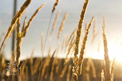 sky sun field grass gold photo sunny duncan goldenhour 2011 cowichanvalley erikpeterson