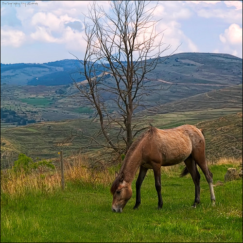 horse paisajes naturaleza pets nature geotagged caballo landscapes natura olympus cavall paisatges specialtouch quimg quimgranell joaquimgranell afcastelló obresdart gettyimagesiberiaq2